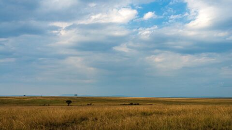 Maasai Mara savanna landscape in Kenya
